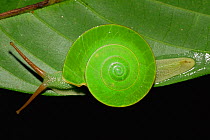 Green snail (Rhinocochlis nasuta) moving along a leaf, Gunung Palung National Park, Borneo, West Kalimantan, Indonesia