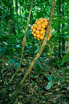 Fruiting vine (Uvaria sp) in the lowland rainforest, Gunung Palung National Park, Borneo, West Kalimantan, Indonesia.