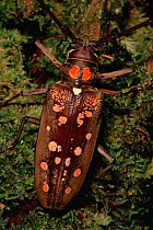 Longhorn beetle (Cerambycidae) in lowland rainforest, Gunung Palung National Park, Borneo, West Kalimantan, Indonesia
