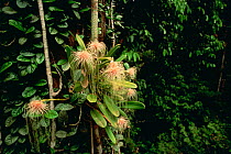 Epiphytic orchid (Bulbophyllum medusae) growing in the canopy of the lowland rainforest, Gunung Palung National Park, Borneo, West Kalimantan, Indonesia