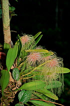 Epiphytic orchid (Bulbophyllum medusae) growing in the canopy of the lowland rainforest, Gunung Palung National Park, Borneo, West Kalimantan, Indonesia