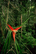 Flower of a climbing species of Screwpine  (Freycinetia sp) in the lowland rainforest, Gunung Palung National Park, Borneo, West Kalimantan, Indonesia