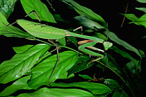 Praying mantis (Mantodea) green leaf mimicing type, camouflaged on leaf, Gunung Palung National Park, Borneo, West Kalimantan, Indonesia