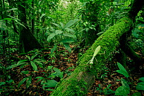 Praying mantis (Mantodea) green leaf mimic type walking along a mossy branch in lowland rainforest, Gunung Palung National Park, Borneo, West Kalimantan, Indonesia