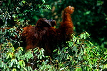 Adult male Bornean orangutan (Pongo pygmaeus) traveling through the rainforest canopy, Gunung Palung National Park, Borneo, West Kalimantan, Indonesia