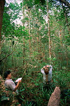 Orangutan researcher, Cheryl Knott, gazimg up at an Orangutan in the canopy while field assistant, Morni, takes data. Gunung Palung National Park, Borneo, West Kalimantan, Indonesia