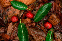 Fruits and leaves of the Strangler fig (Ficus dubia) among the leaf litter on the forest floor. Gunung Palung National Park, Borneo, West Kalimantan, Indonesia