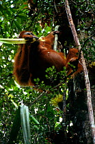 Adult female Bornean orangutan (Pongo pygmaeus) feeding on the celery like stems of the Pandanus plant. Gunung Palung National Park, Borneo, West Kalimantan, Indonesia