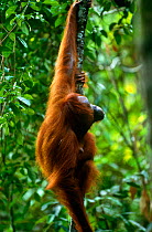 Adult female Bornean orangutan (Pongo pygmaeus) hanging on a liana (woody vine) in the rainforest of Borneo. Gunung Palung National Park, Borneo, West Kalimantan, Indonesia