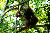 Adult female Bornean orangutan (Pongo pygmaeus) in rainforest canopy with infant. Gunung Palung National Park, Borneo, West Kalimantan, Indonesia