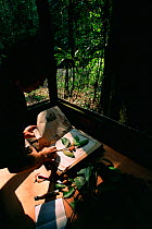 Rainforest researcher, Tim Laman, prepares botanical specimens of Strangler fig species at a research camp in the rainforest. Gunung Palung National Park, Borneo, West Kalimantan, Indonesia