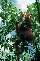 Adult female Bornean orangutan (Pongo pygmaeus) sitting on a bent tree eating fruit. Gunung Palung National Park, Borneo, West Kalimantan, Indonesia
