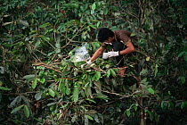 Oranguan Project research assistant, Ismail, climbs into an Orangutan nest and collects orangutan hairs for DNA analysis. Gunung Palung National Park, Borneo, West Kalimantan, Indonesia