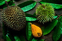 Comparison shot of three different species of Durian fruit (Durio sp) Left is cultivated Durian from the village, Center is a wild durian favoured by hornbills, Right is a wild durian favoured by oran...
