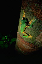 Wallace's flying frog (Rhacophorus nigropalmatus) on a tree trunk in the lowland rainforest, Danum Valley Conservation Area, Sabah, Borneo, Malaysia.