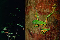 Wallace's flying frog (Rhacophorus nigropalmatus) on a tree trunk in the lowland rainforest, Danum Valley Conservation Area, Sabah, Borneo, Malaysia.