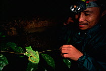 Malaysian naturalist, Saimon Ambi, observes a Wallace's flying frog (Rhacophorus nigropalmatus) on a branch near a pig wallow pool breeding site in the lowland rainforest, Danum Valley Conservation Ar...