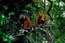 Adult female Bornean orangutan (Pongo pygmaeus) with juvenile playing on vine nearby in rainforest canopy, Gunung Palung National Park, Borneo, West Kalimantan, Indonesia
