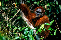 Adult male Bornean orangutan (Pongo pygmaeus) (known as Jari Manis) in "past-prime" condition, having lost his big cheek pads. Gunung Palung National Park, Borneo, West Kalimantan, Indonesia, Indonesi...