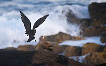 Arctic Skua (Stercorarius parasiticus) showing aggression towards another adult coming in to land. Shetland Islands, Scotland, UK, July. (non-ex)
