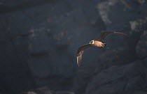 Arctic Skua (Stercorarius parasiticus) in flight against coastal cliffs. Shetland Islands, Scotland, UK, July.   (non-ex)
