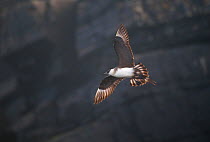 Arctic Skua (Stercorarius parasiticus)  banking in flight, revealing its distinctive tail shape. Shetland Islands, Scotland, UK, July.   (non-ex)