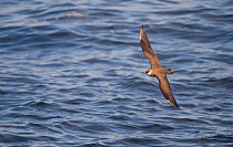 Arctic Skua (Stercorarius parasiticus) flying low over the water. Shetland Islands, Scotland, UK, July.  (non-ex)