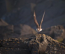Arctic Skua (Stercorarius parasiticus) taking off from coastal rocks. Shetland Islands, Scotland, UK, July.   (non-ex)