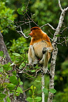 Proboscis Monkey (Nasalis larvatus) sitting on tree branch in tropical rainforest, Baku National Park, Borneo. Filmed for BBC Planet Earth series, Jungles episode, 2006.