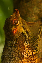 Head portrait of a Colugo / Flying lemur (Galeopterus vairegatus) in Bako National Park, Borneo, filmed for BBC Planet Earth series, Jungles episode. 2006
