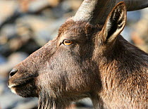 Head portrait of Markhor (Capra falconeri) young male, in the Hindu Kush mountains, North West frontier, Pakistan, photographed whilst on location filming for BBC Planet Earth series, 2005.