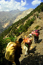 Porters carrying film crew equipment in Chitral National Park for filming for BBC Planet Earth series, 2005