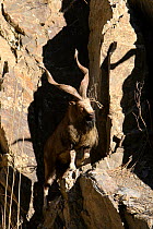 Markhor (Capra falconeri) male on mountain side in the Hindu Kush mountains, North West frontier, Pakistan, photographed whilst on location filming for BBC Planet Earth series, 2005