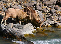 Markhor (Capra falconeri) males drinking from stream in the Hindu Kush mountains, North West frontier, Pakistan, photographed whilst on location filming for BBC Planet Earth series, 2005