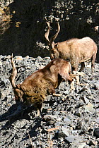 Markhor (Capra falconeri) males on mountain, the Hindu Kush region, North West frontier, Pakistan, photographed whilst on location filming for BBC Planet Earth series, 2005