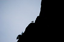 Markhor (Capra falconeri) male silhouetted in the Hindu Kush mountains, North West frontier, Pakistan, photographed whilst on location filming for BBC Planet Earth series, 2005
