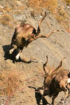 Two Markhor (Capra falconeri) males fighting during the rut, Hindu Kush mountains, North West frontier, Pakistan, photographed whilst on location filming for BBC Planet Earth series, 2005
