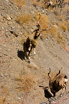 Two Markhor (Capra falconeri) males fighting during the rut, Hindu Kush mountains, North West frontier, Pakistan, photographed whilst on location filming for BBC Planet Earth series, 2005