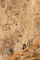 Two Markhor (Capra falconeri) males during the rut, Hindu Kush mountains, North West frontier, Pakistan, photographed whilst on location filming for BBC Planet Earth series, 2005