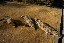 Dead Snow leopards (Panthera uncia) for sale in Chitral town, Hindu Kush mountains, North West frontier, Pakistan. For BBC Planet Earth series, 2005.