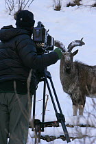 Cameraman Mark Smith filming a male Markhor (Capra falconeri) on mountain side in the Hindu Kush mountains, North West frontier, Pakistan, 2005. For filming of BBC Planet Earth series, Mountains episo...