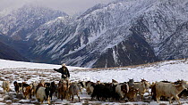 Local shepherd with flock of goats, Hindu Kush, Pakistan, 2006