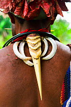 Hornbill bird's beak and wild pig tusk used as decoration by Huli tribesman, who helped film crew film Birds of Paradise, Papua New Guinea. Filming for BBC Planet Earth, Jungles episode, 2005