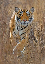 Bengal tiger (Panthera tigris tigris) stalking deer, Ranthambore NP, Rajasthan, India, Winner of the Gerald Durrell Award for Endangered Wildlife at the Veolia Environment Wildlife Photographer of the...