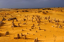 Aerial view of Limestone formations in the Pinnacles desert, Nambung National Park, Western Australia. July 2009