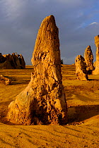 Close up of a single Limestone formation in the Pinnacles desert, Nambung National Park, Western Australia. July 2009