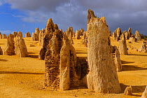 Limestone formations in the Pinnacles desert, Nambung National Park, Western Australia. July 2009