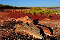View of Roebuck bay, with red sand beach, and mangrove habitat. Kimberley, Western Australia. July 2009