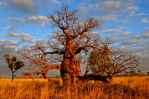 Baobab / Gourd tree (Adansonia gregorii) Kimberley, Western Australia. July 2009