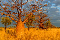 Baobab / Gourd trees (Adansonia gregorii) in grassland / savanna habitat, Kimberley, Western Australia